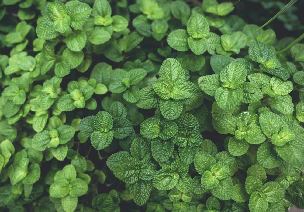 Growing Fresh Herbs at Home
